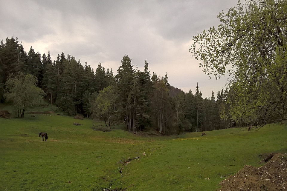 Grassy Meadow Between Evergreen Trees