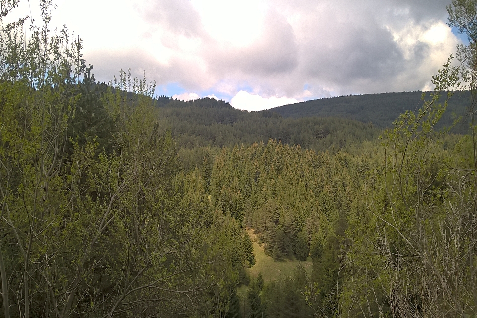 Dense Evergreen Forest
