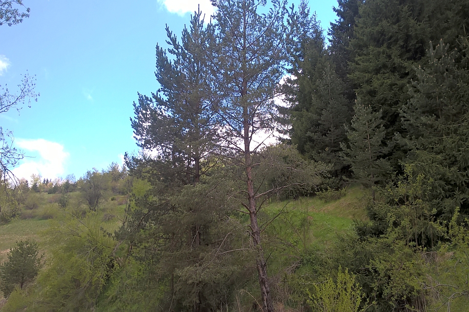 Tall Pine Tree Stands In A Forest