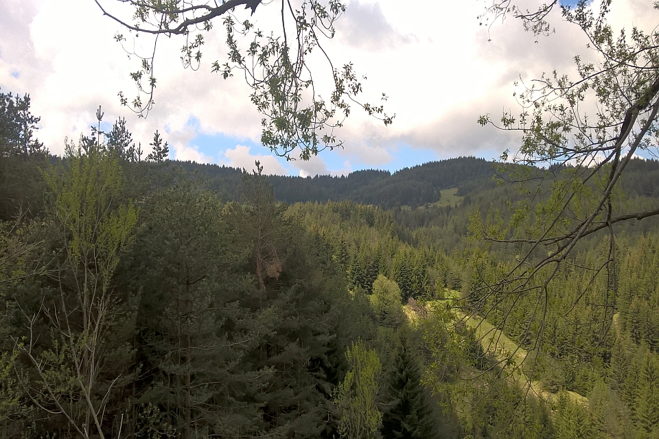 View Through Tree Branches Of A Lush Green Forest
