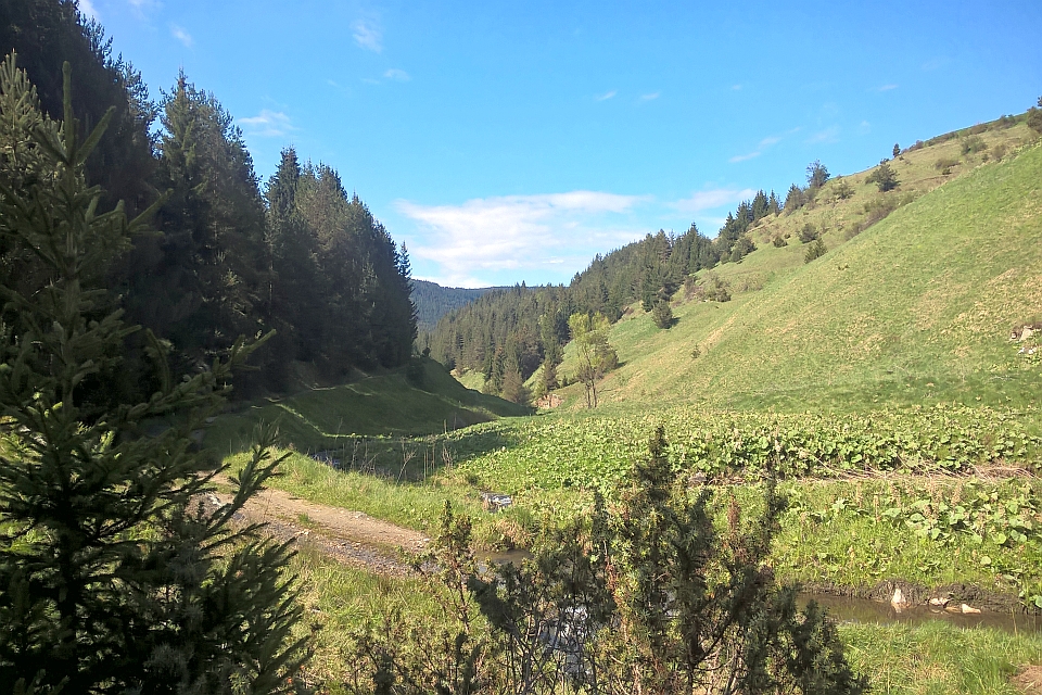 Sunny Valley Scene With A Dirt Road