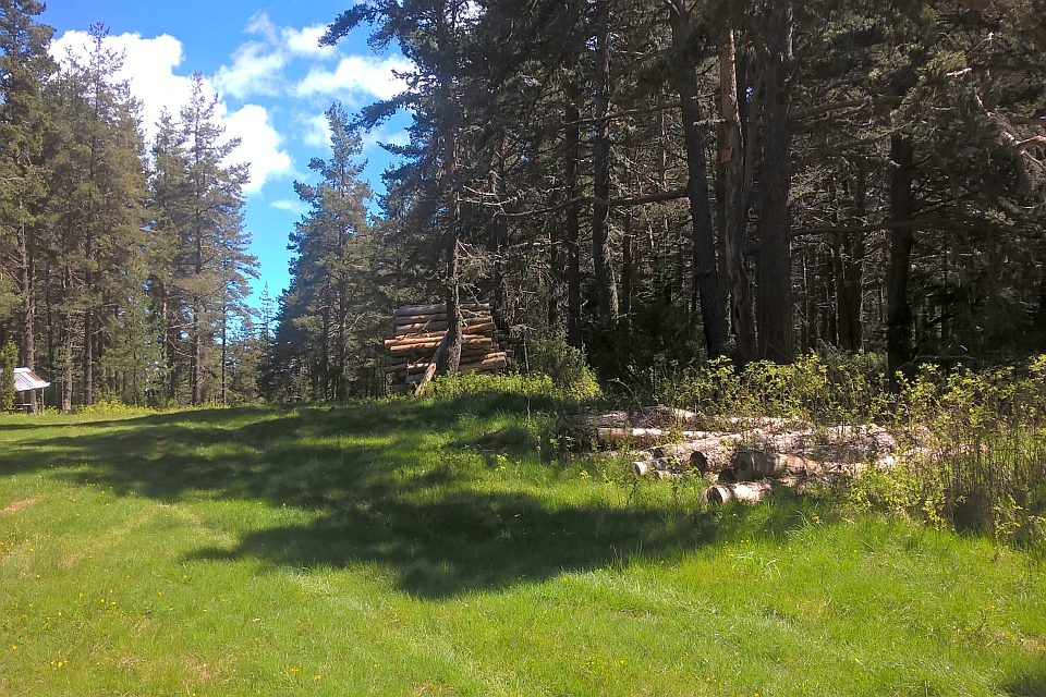 Sunny Forest Clearing With Stacked Logs