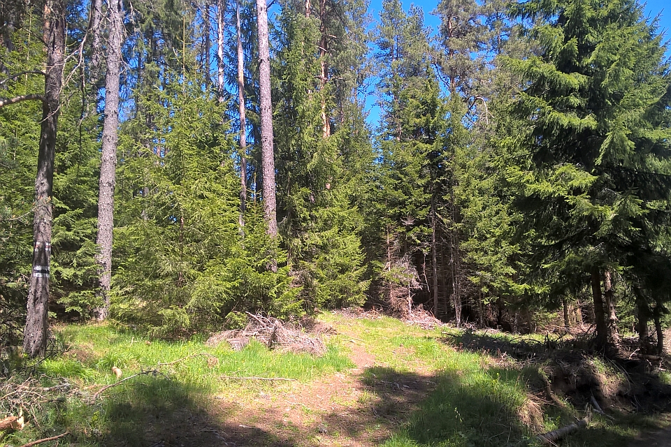 Sunny Forest Path Forks Between Tall Evergreen Trees