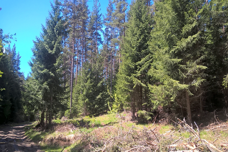 Dirt Road Winds Through A Dense Evergreen Forest