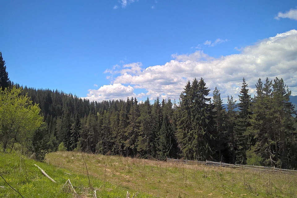 Sunny Day In A Coniferous Forest