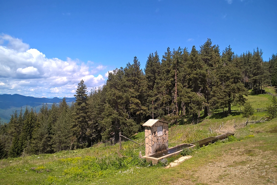 Stone Water Trough A Pine Forest
