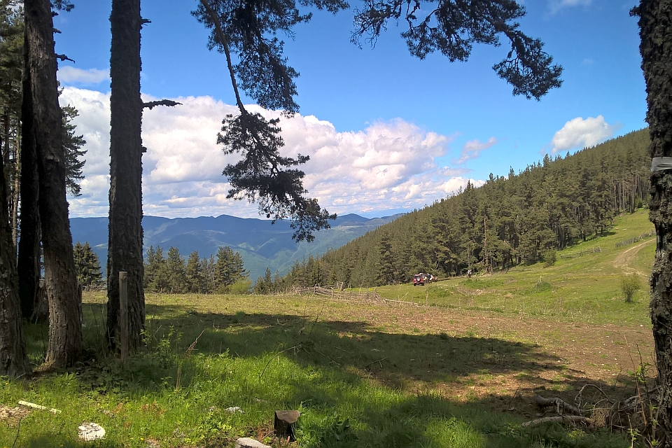Sunny Day In A Mountain Forest