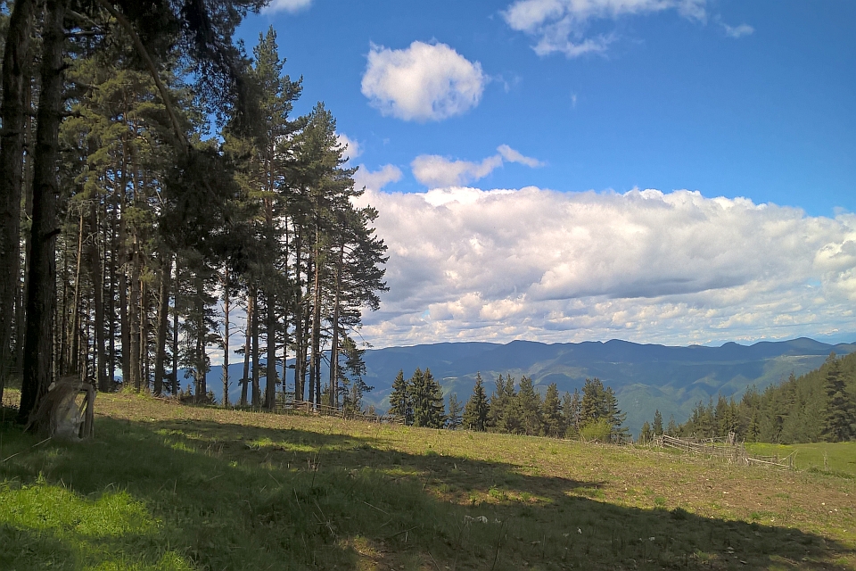 Pine Trees On A Grassy Hillside