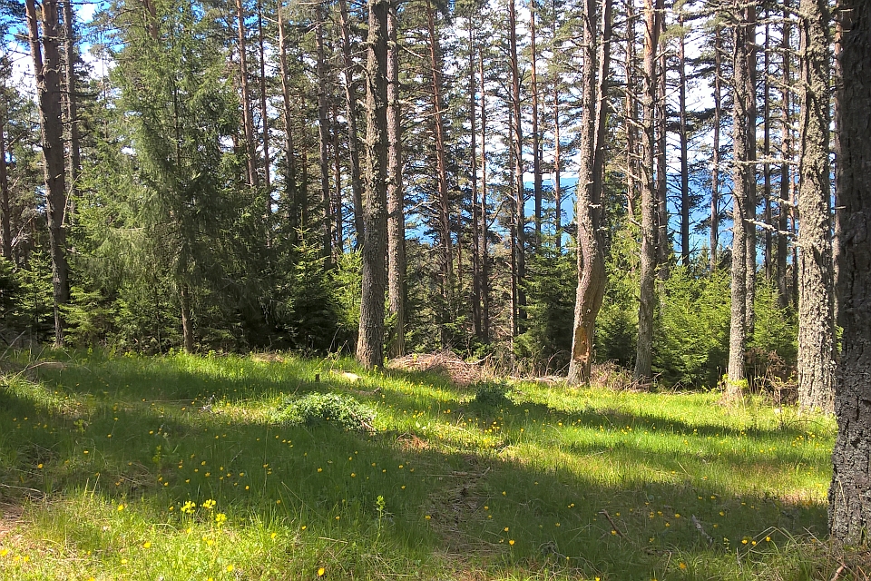 Forest Floor With Sparse Yellow Wildflowers