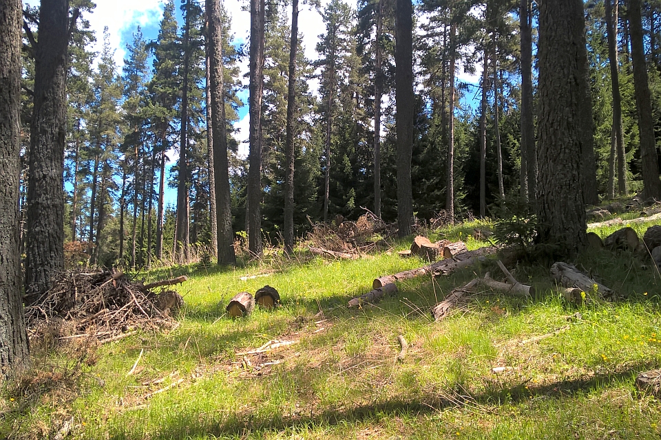 Sunny Forest Clearing With Cut Logs