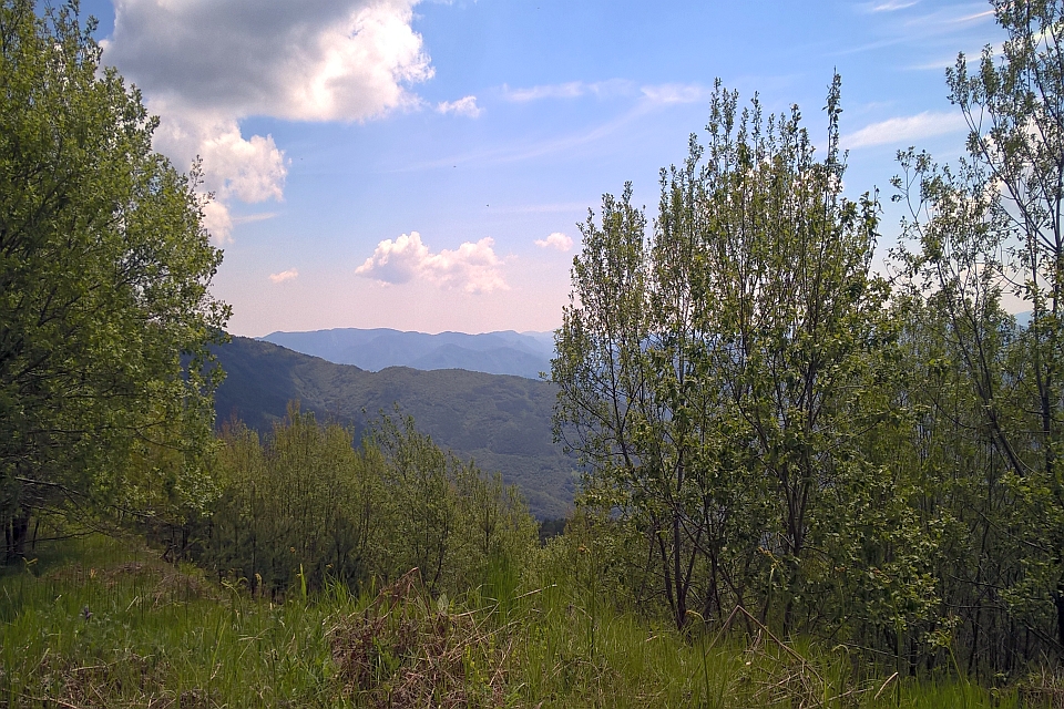 Mountain View Through Trees