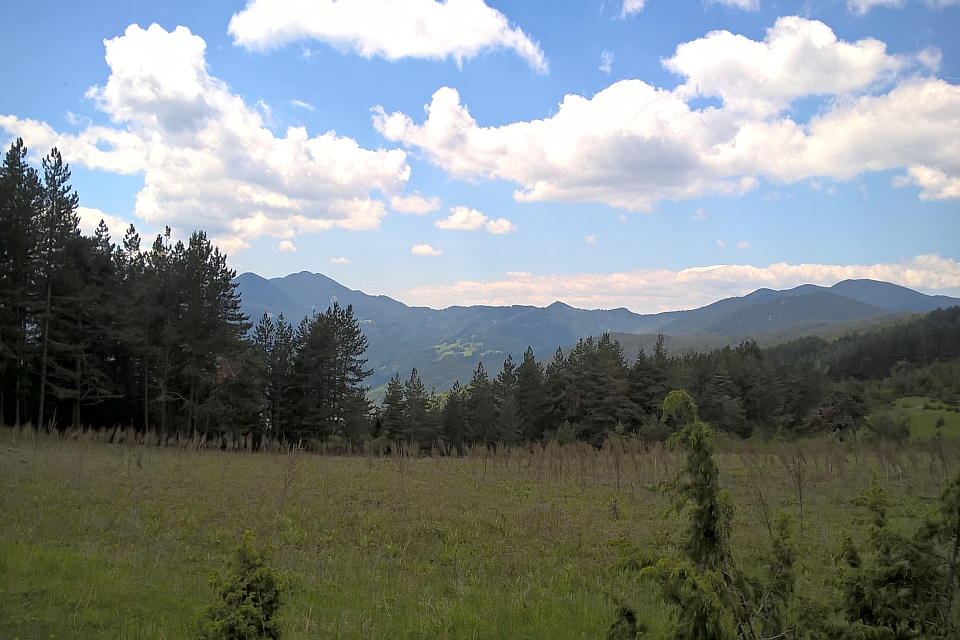 Grassy Field With A Forest In The Background