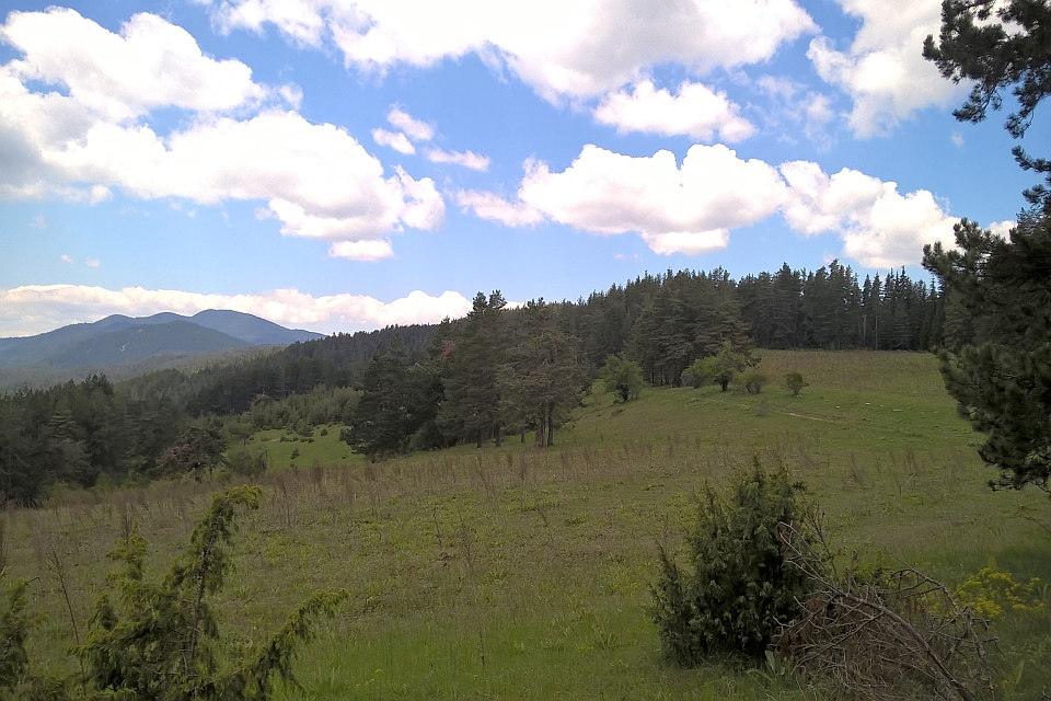 Grassy Field With A Few Small Shrubs