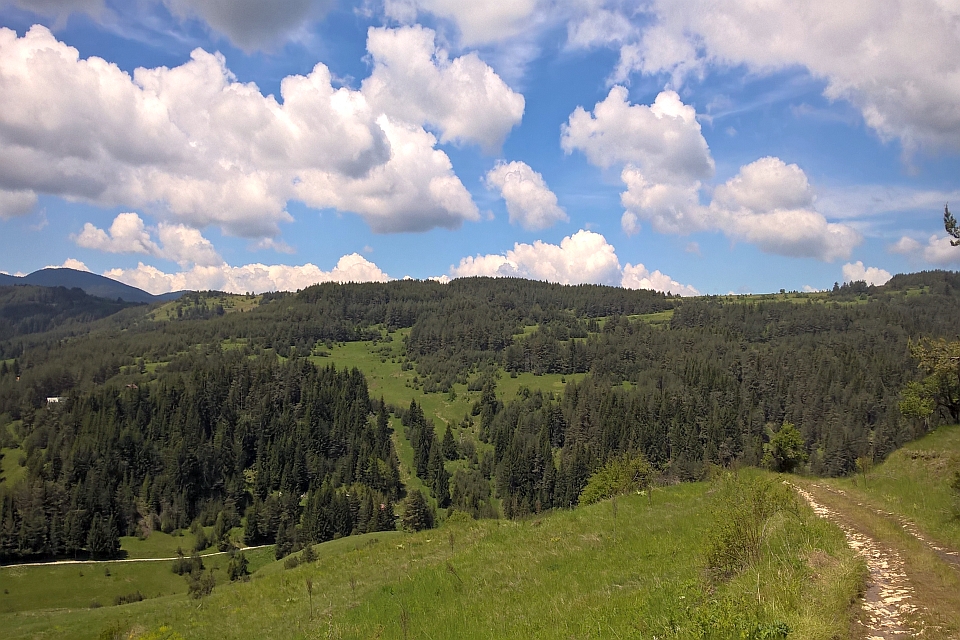 Rolling Green Hills Covered With Evergreen Trees