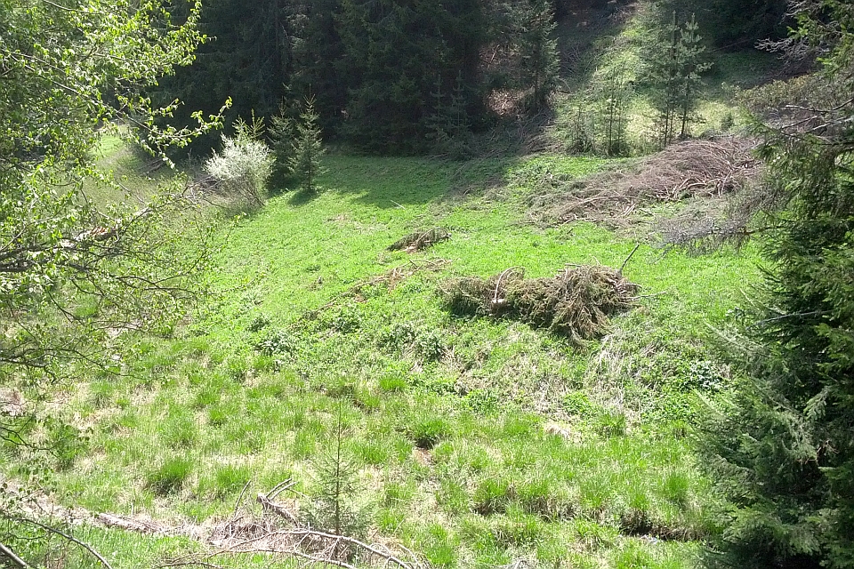 Grassy Clearing In A Forest