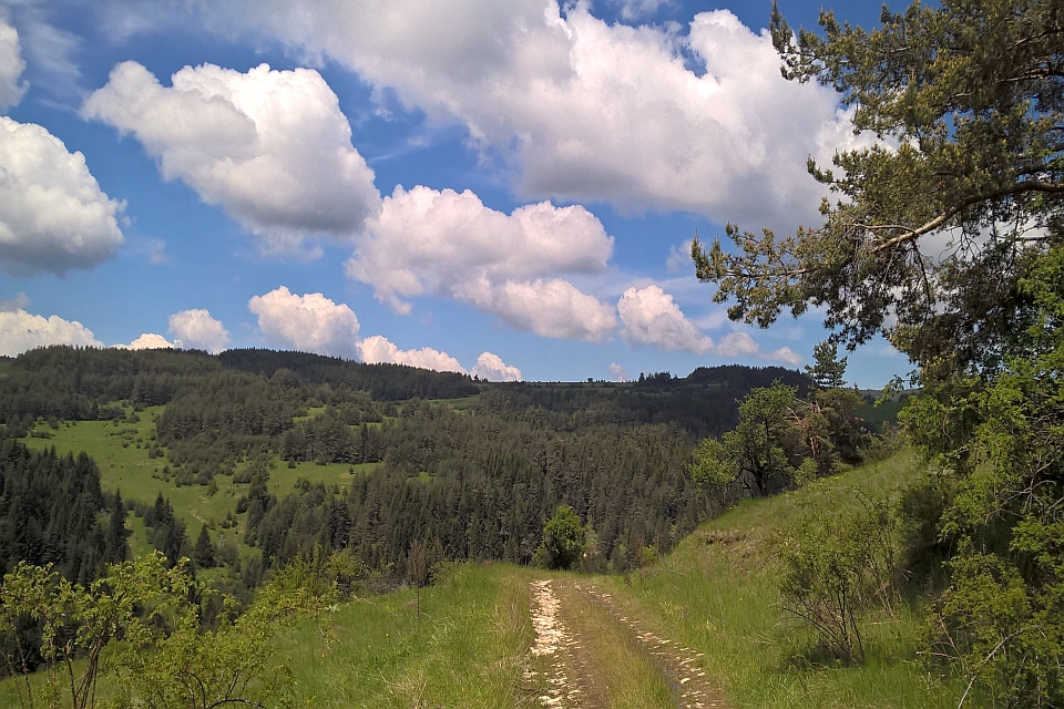 Dirt Road Winds Through A Lush Green Landscape