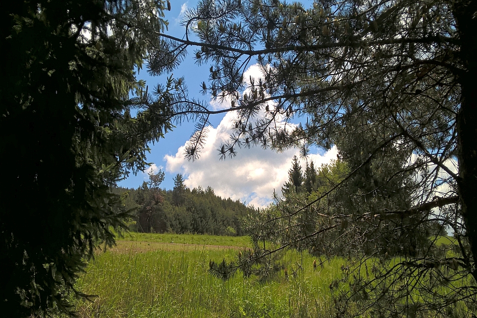 Sunny Day In A Pine Forest