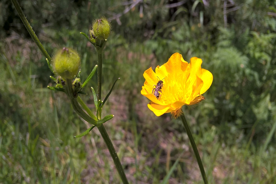 Yellow Buttercup With Two Small Bees On It