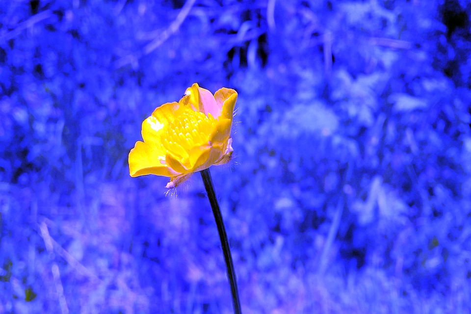 Single Yellow Buttercup