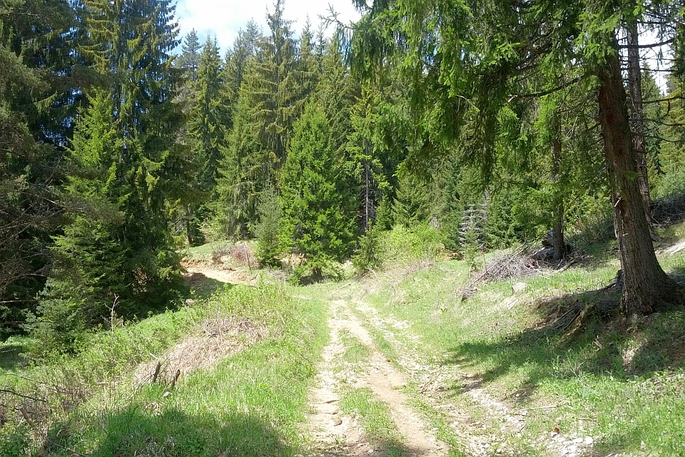 Dirt Road Winds Through A Lush Green Forest