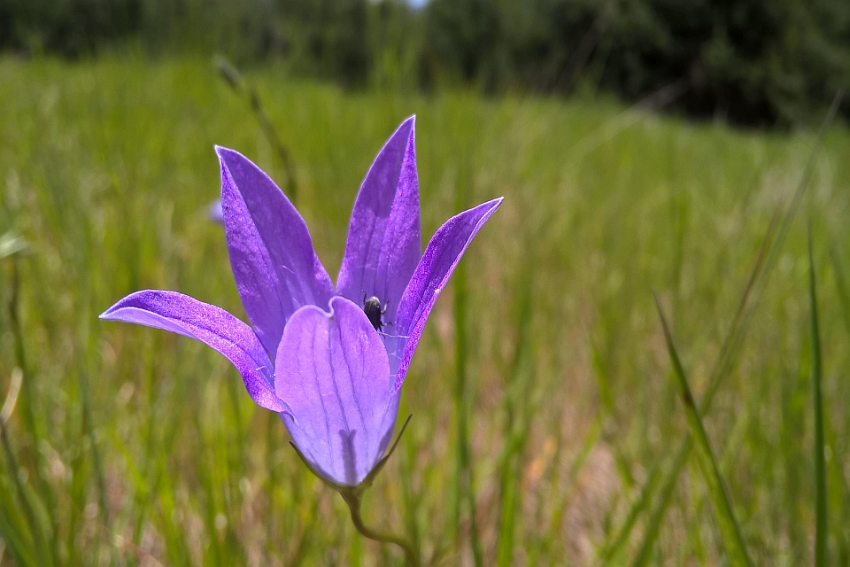 Close-Up Of A Single Purple Bellflower