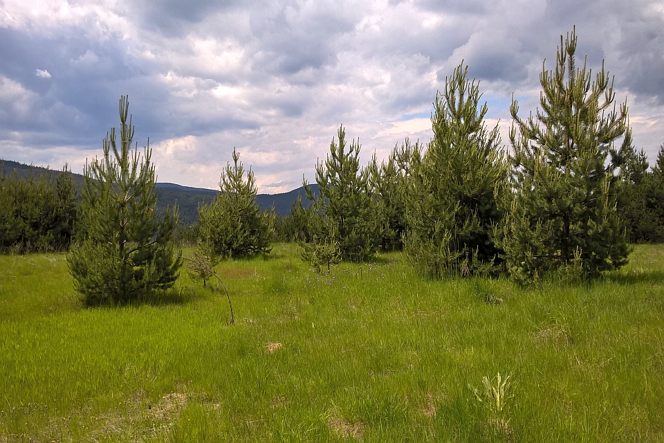 Grassy Field With Young Pine Trees