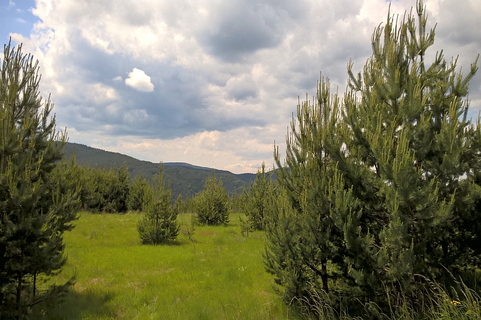 Grassy Meadow Dotted With Young Pine Trees
