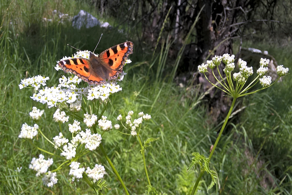 Small Tortoiseshell Butterfly