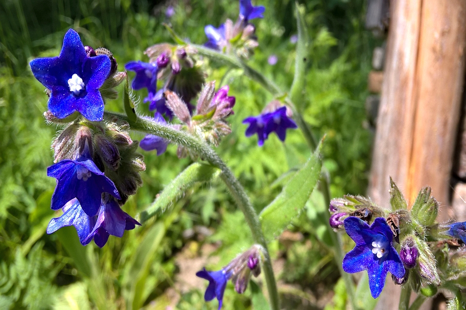 Close-Up Of Vibrant Blue Flowers