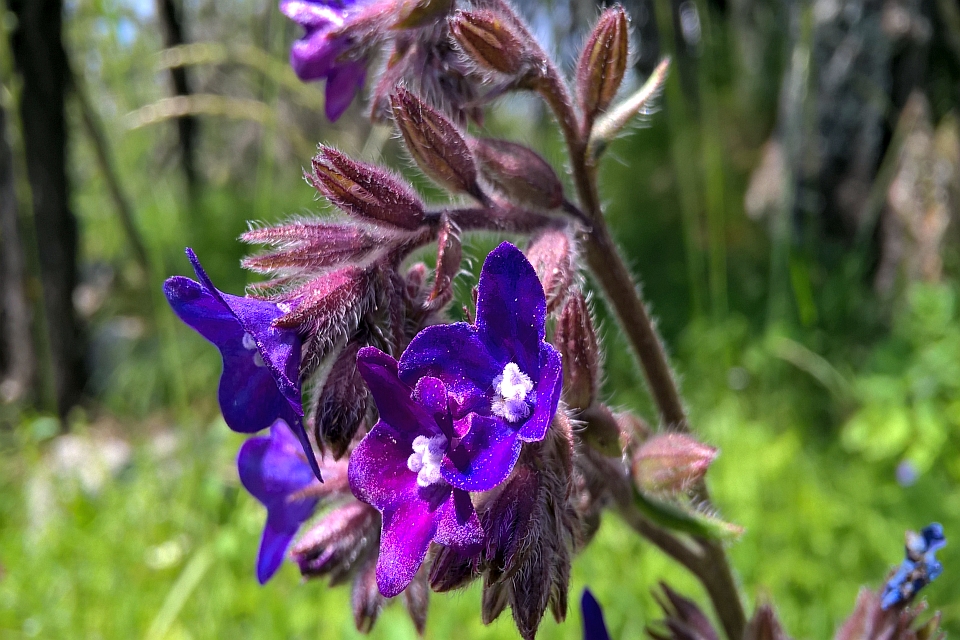 Close-Up Of Vibrant Purple Flowers