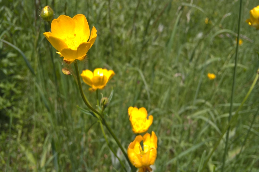 Yellow Buttercups