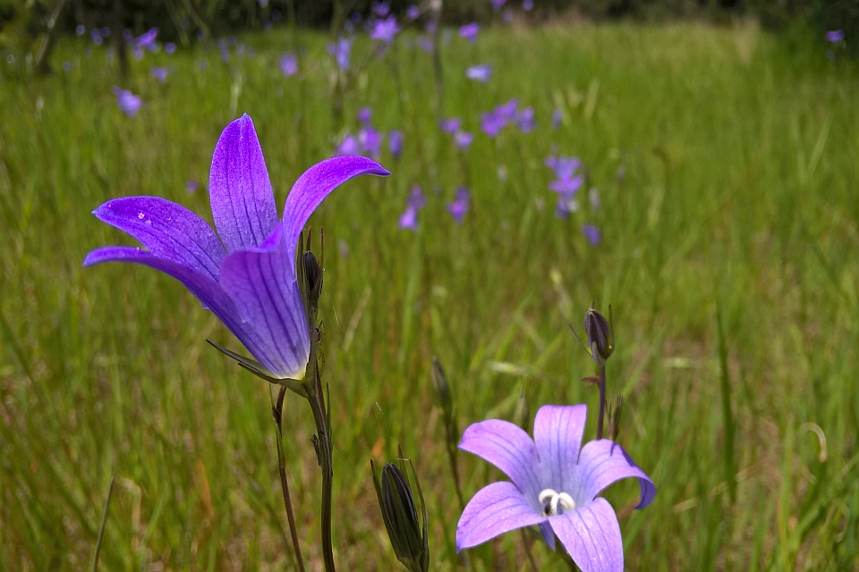 Close-Up Of Two Purple Wildflowers