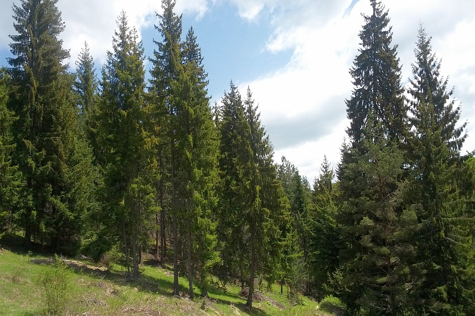 Tall Evergreen Trees