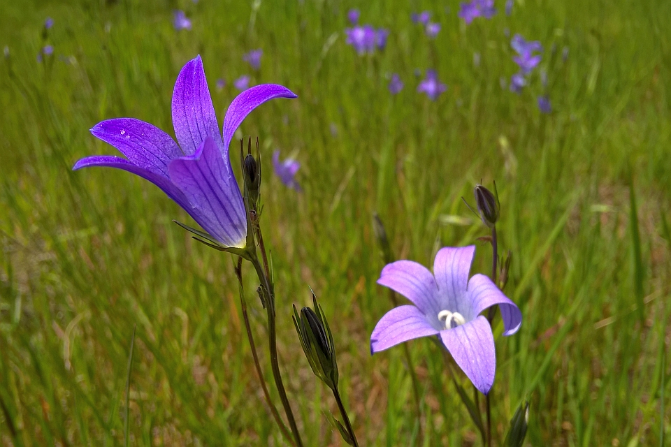 Two Purple Wildflowers In A Field Of Wildflowers