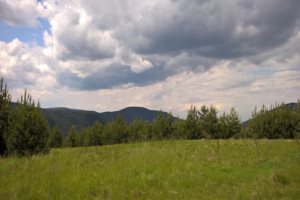 Grassy Field With A Line Of Pine Trees