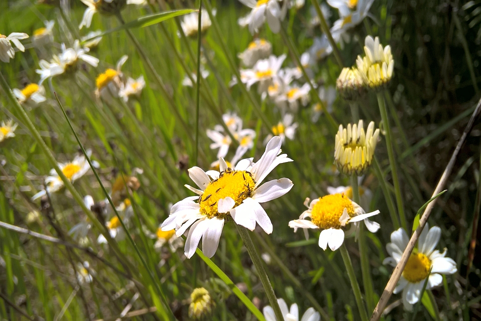 Close-Up View Of A Daisy