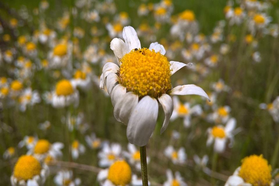 Single Daisy In Focus