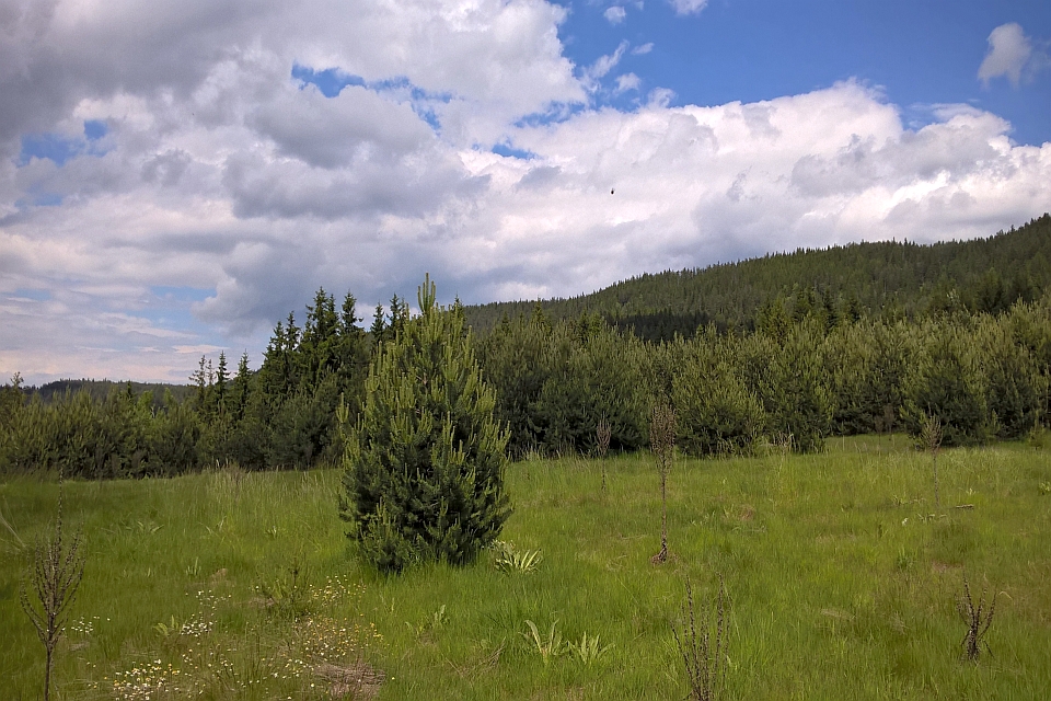 Grassy Field With A Few Small Evergreen Trees