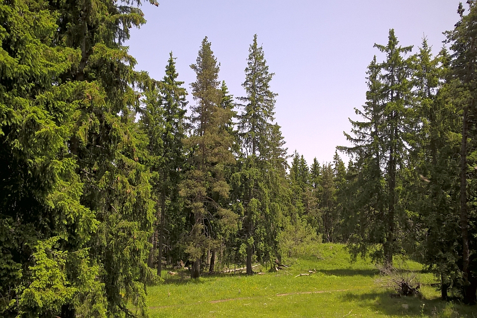 Grassy Clearing In A Coniferous Forest