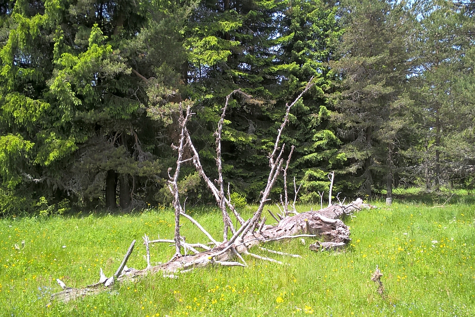 Fallen Log In A Clearing