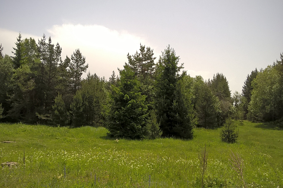 Grassy Field Dotted With Wildflowers