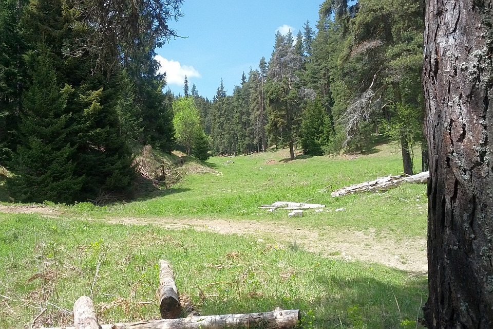 Grassy Clearing In A Pine Forest