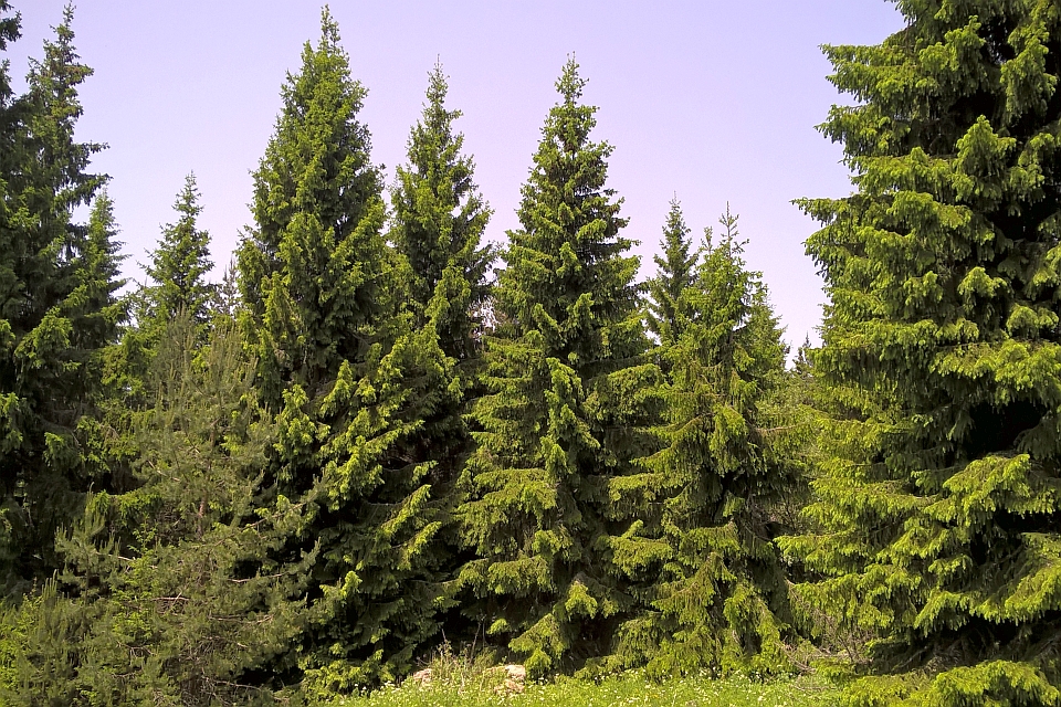 Tall Evergreen Trees In A Forest