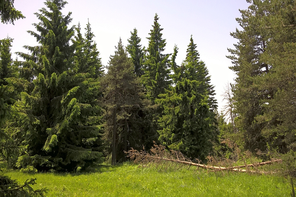 Clearing In A Coniferous Forest