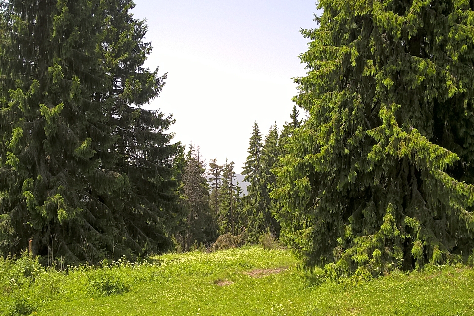 Green Meadow Surrounded By Tall Evergreen Trees
