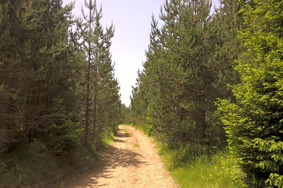 Dirt Road Winds Through A Dense Pine Forest