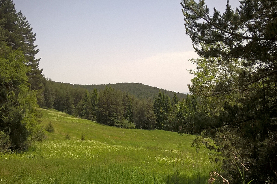 Mountain Meadow With Pine Trees