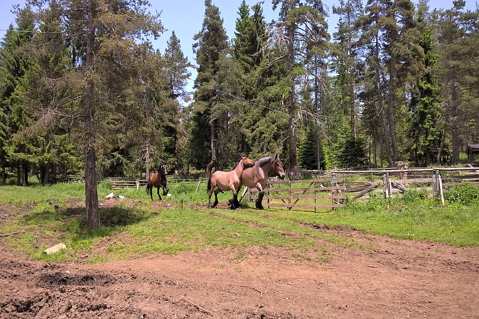 Three Brown Horses In A Fenced-In Pasture