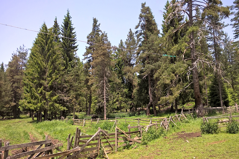 Grassy Clearing In A Coniferous Forest