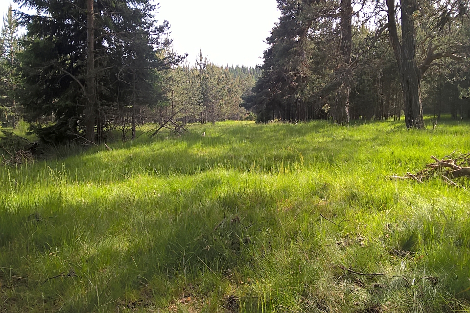Sunny Meadow In A Pine Forest